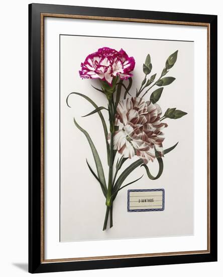 Floral Decoupage - Dianthus-Camille Soulayrol-Framed Giclee Print