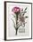 Floral Decoupage - Dianthus-Camille Soulayrol-Framed Giclee Print