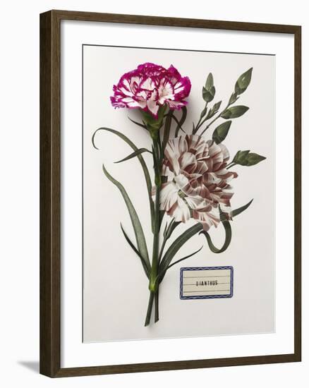 Floral Decoupage - Dianthus-Camille Soulayrol-Framed Giclee Print