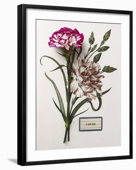 Floral Decoupage - Dianthus-Camille Soulayrol-Framed Giclee Print