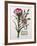 Floral Decoupage - Dianthus-Camille Soulayrol-Framed Giclee Print