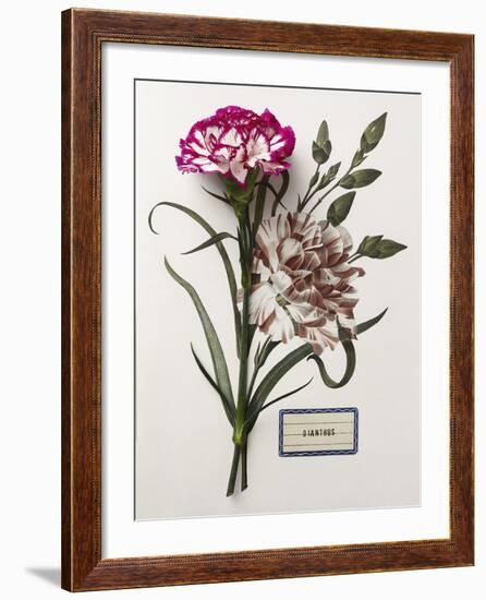 Floral Decoupage - Dianthus-Camille Soulayrol-Framed Giclee Print