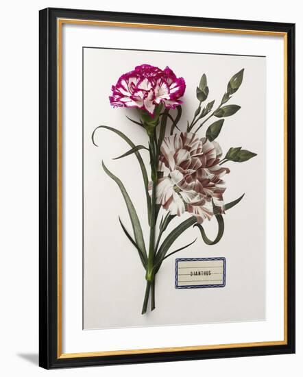 Floral Decoupage - Dianthus-Camille Soulayrol-Framed Giclee Print