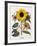 Floral Decoupage - Helianthus-Camille Soulayrol-Framed Giclee Print