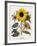 Floral Decoupage - Helianthus-Camille Soulayrol-Framed Giclee Print