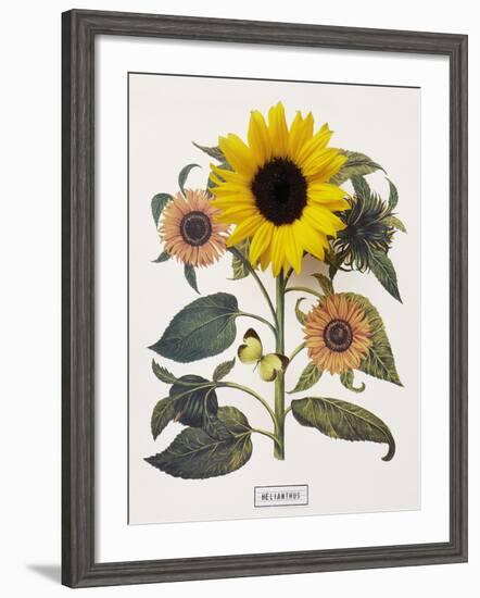 Floral Decoupage - Helianthus-Camille Soulayrol-Framed Giclee Print