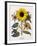 Floral Decoupage - Helianthus-Camille Soulayrol-Framed Giclee Print