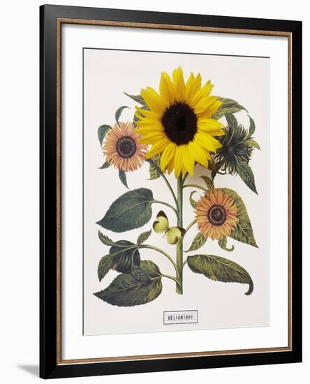 Floral Decoupage - Helianthus-Camille Soulayrol-Framed Giclee Print