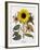 Floral Decoupage - Helianthus-Camille Soulayrol-Framed Giclee Print