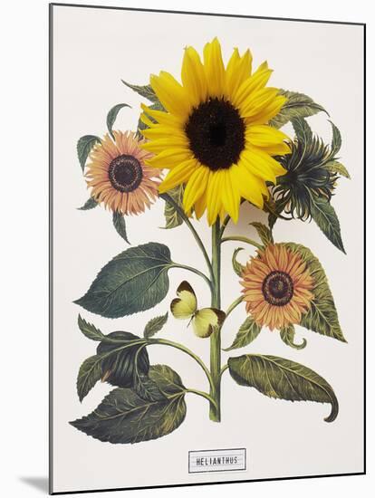 Floral Decoupage - Helianthus-Camille Soulayrol-Mounted Giclee Print