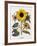 Floral Decoupage - Helianthus-Camille Soulayrol-Framed Giclee Print