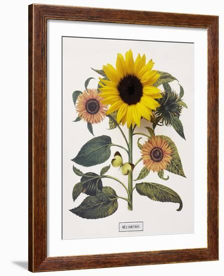 Floral Decoupage - Helianthus-Camille Soulayrol-Framed Giclee Print