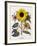 Floral Decoupage - Helianthus-Camille Soulayrol-Framed Giclee Print