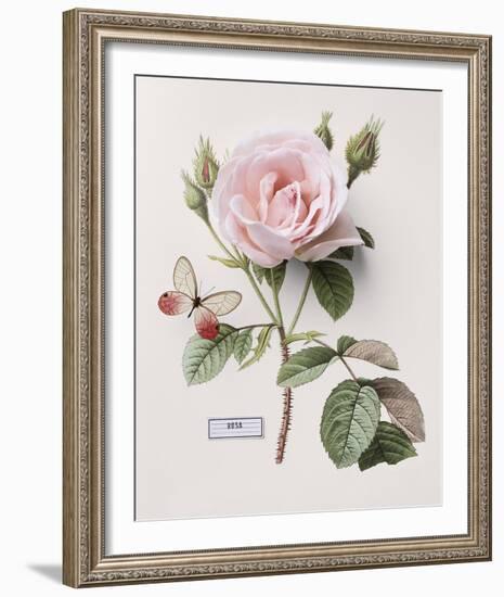 Floral Decoupage II-Camille Soulayrol-Framed Giclee Print