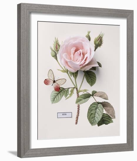 Floral Decoupage II-Camille Soulayrol-Framed Giclee Print