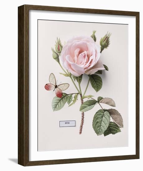 Floral Decoupage II-Camille Soulayrol-Framed Giclee Print