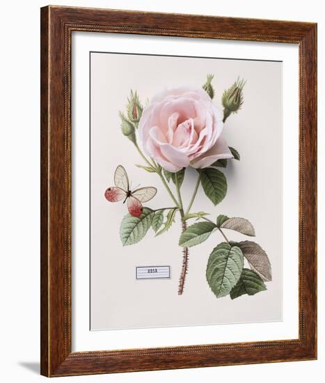 Floral Decoupage II-Camille Soulayrol-Framed Giclee Print