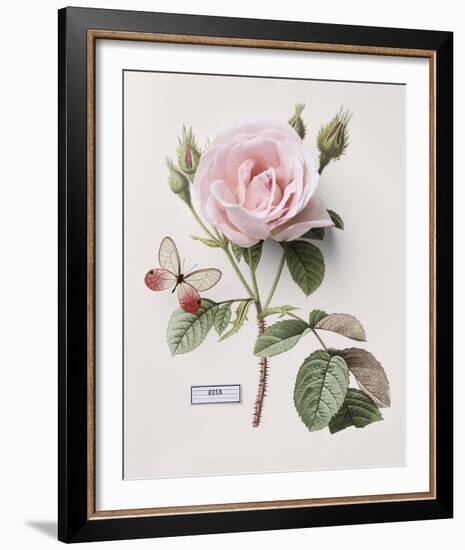 Floral Decoupage II-Camille Soulayrol-Framed Giclee Print