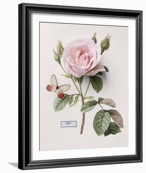 Floral Decoupage II-Camille Soulayrol-Framed Giclee Print