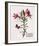 Floral Decoupage III-Camille Soulayrol-Framed Giclee Print