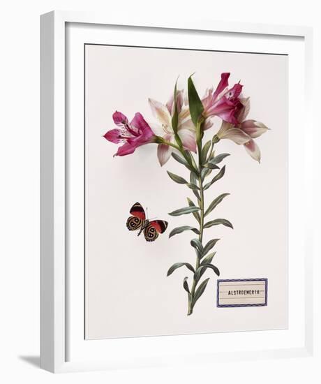 Floral Decoupage III-Camille Soulayrol-Framed Giclee Print