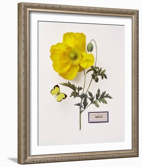 Floral Decoupage IV-Camille Soulayrol-Framed Giclee Print