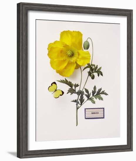 Floral Decoupage IV-Camille Soulayrol-Framed Giclee Print