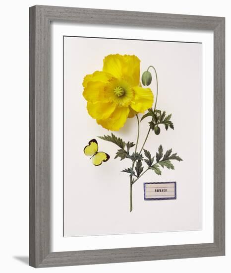 Floral Decoupage IV-Camille Soulayrol-Framed Giclee Print