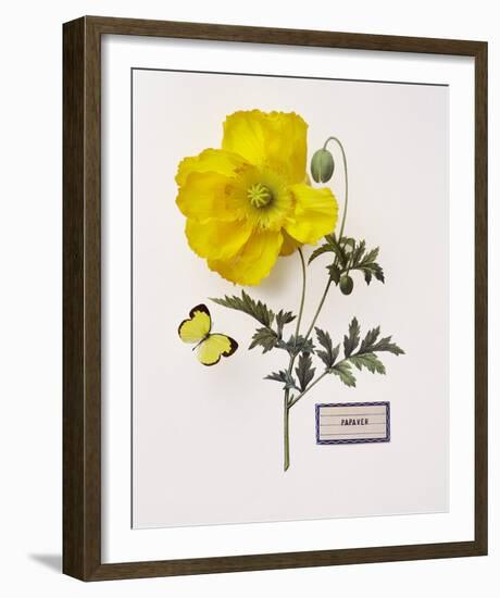 Floral Decoupage IV-Camille Soulayrol-Framed Giclee Print