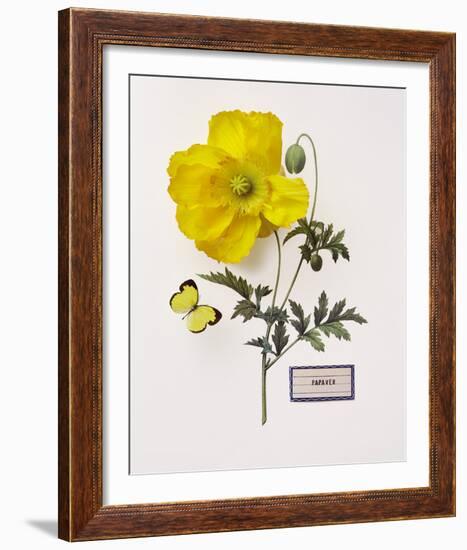 Floral Decoupage IV-Camille Soulayrol-Framed Giclee Print