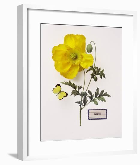 Floral Decoupage IV-Camille Soulayrol-Framed Giclee Print