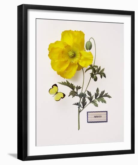 Floral Decoupage IV-Camille Soulayrol-Framed Giclee Print