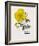 Floral Decoupage IV-Camille Soulayrol-Framed Giclee Print