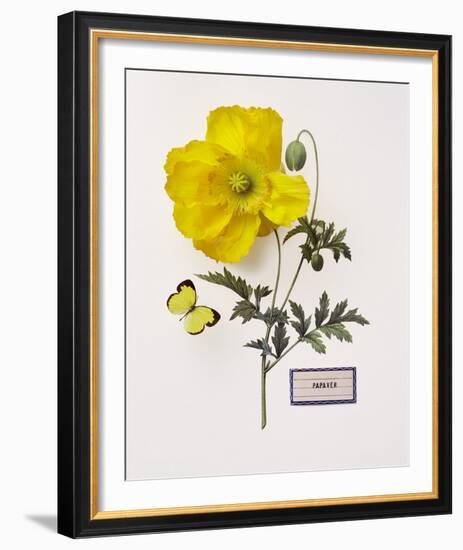 Floral Decoupage IV-Camille Soulayrol-Framed Giclee Print