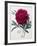 Floral Decoupage - Paeonia-Camille Soulayrol-Framed Giclee Print