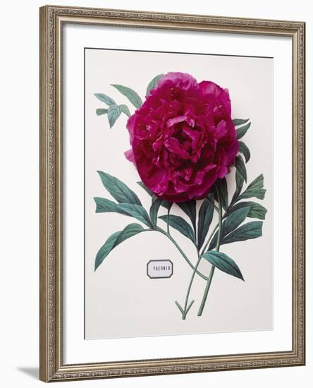 Floral Decoupage - Paeonia-Camille Soulayrol-Framed Giclee Print