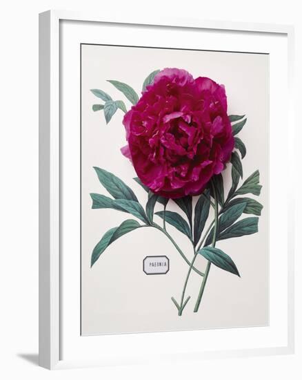 Floral Decoupage - Paeonia-Camille Soulayrol-Framed Giclee Print