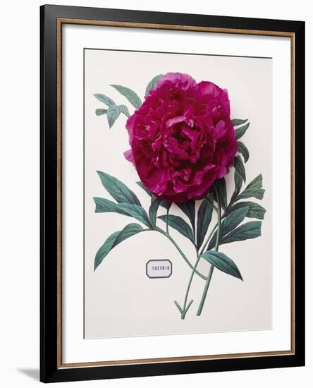 Floral Decoupage - Paeonia-Camille Soulayrol-Framed Giclee Print