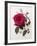 Floral Decoupage - Rosa-Camille Soulayrol-Framed Giclee Print