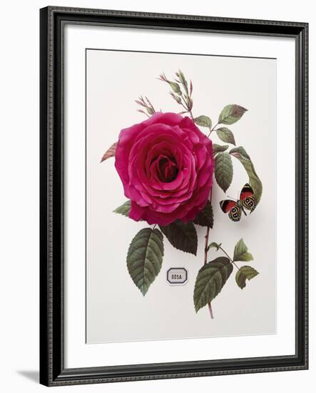 Floral Decoupage - Rosa-Camille Soulayrol-Framed Giclee Print