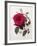 Floral Decoupage - Rosa-Camille Soulayrol-Framed Giclee Print