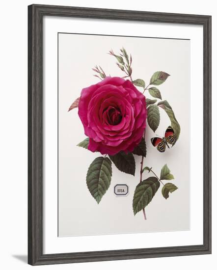 Floral Decoupage - Rosa-Camille Soulayrol-Framed Giclee Print