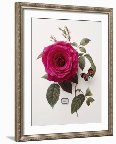 Floral Decoupage - Rosa-Camille Soulayrol-Framed Giclee Print