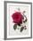 Floral Decoupage - Rosa-Camille Soulayrol-Framed Giclee Print