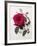 Floral Decoupage - Rosa-Camille Soulayrol-Framed Giclee Print