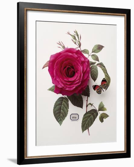 Floral Decoupage - Rosa-Camille Soulayrol-Framed Giclee Print