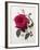 Floral Decoupage - Rosa-Camille Soulayrol-Framed Giclee Print