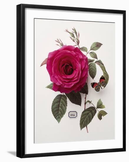 Floral Decoupage - Rosa-Camille Soulayrol-Framed Giclee Print