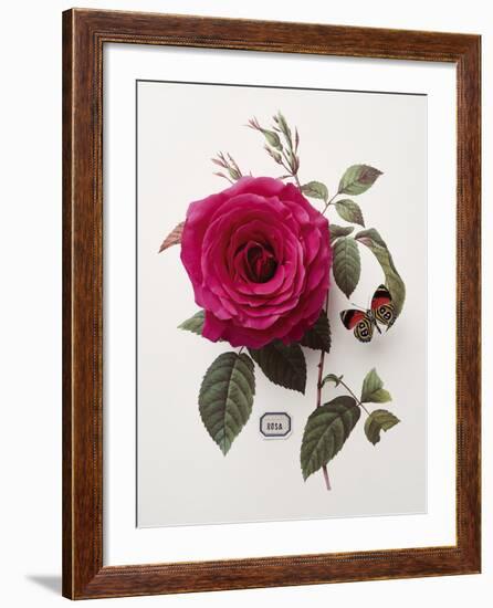 Floral Decoupage - Rosa-Camille Soulayrol-Framed Giclee Print