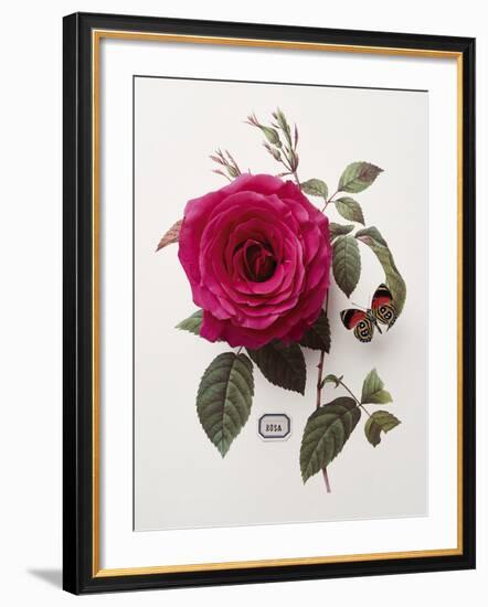 Floral Decoupage - Rosa-Camille Soulayrol-Framed Giclee Print